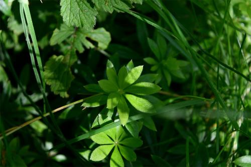 Woodruff - or Sweet Woodruff - is a perennial that forms a mat of hairless plants.