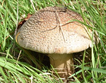 The Blusher has a ‘warty’ yellow-brown cap.