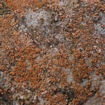 Belonia nidarosiensis is often found on vertical, shaded limestone surfaces.