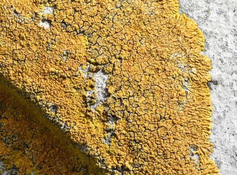 Caloplaca flavescens is a crustose lichen that is very common, especially on headstones.