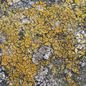Caloplaca flavocitrina is a lichen that is widely distributed, and is found on stone, concrete and brick.
