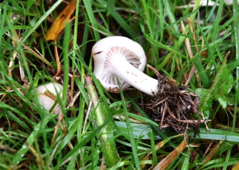 A grassland and woodland species, the Snowy Waxcap is all white, turning ivory with age.