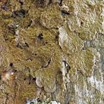 Melanelixia subaurifera is a dull green or brown lichen that is widespread and frequent in Britain.