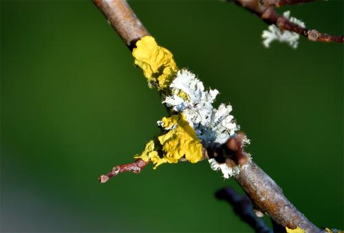 Physcia tenella is a grey foliose lichen. 
