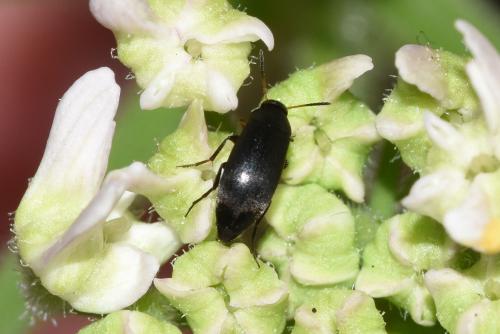 This small black beetle is often associated with Hawthorn and umbellifers (as here).