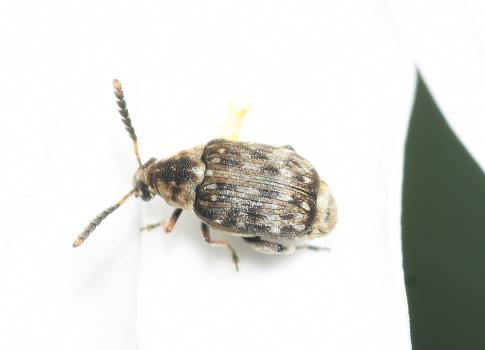 This small beetle (2.5 to 3 millimetres in length), as its name suggests, is found in and on flowers.