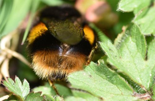 This is not the best photograph of a Buff-tailed Bumblebee, but a diagnostic one!
