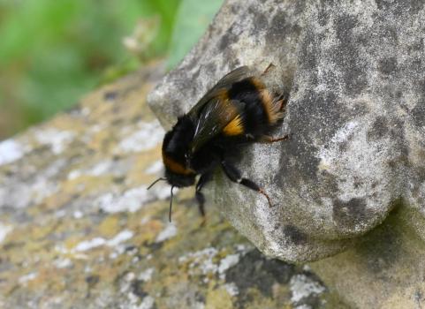 The collar and 2nd abdominal segment are deep yellow or orange, the 'tail' being buff or white.