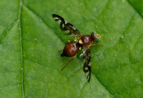 Celery Fly (Euleia heraclei) has a body length of between 5 and 7 millimetres.