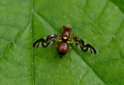 They principally feed on Celery and Parsnip plants, eating their leaves, but are also known to feed on Hogweed, of which there was a surprising supply when this insect was spotted (May 2025).