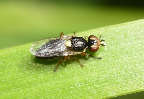 Grass flies are very small flies, often yellow or black in colour, whose larvae feed on grasses, making them become pests of cereals.