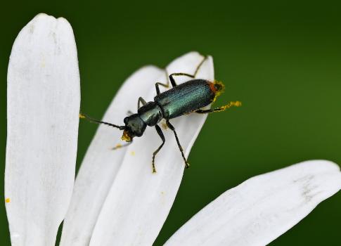 The Common Malachite Beetle is small at 5–7 millimetres long. The elytra (wing casings) are bright green with no bluish tinge.