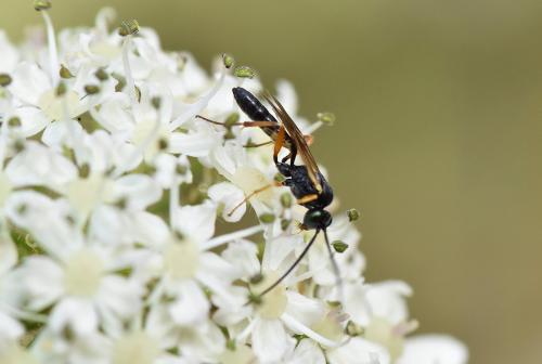 Ichneumon wasps are a family of 'parasitoids' that usually attack butterflies and moths.