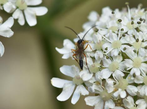 This ichneumon wasp has a fringe of long, curved hairs along the leading edge of the forewing.