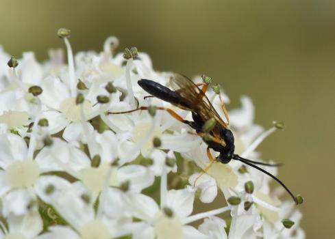 This ichnuemon wasp has a black body and orange legs.