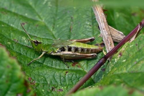 Female Meadow Grasshopper, Heene Cemetery, 5th August 2025.