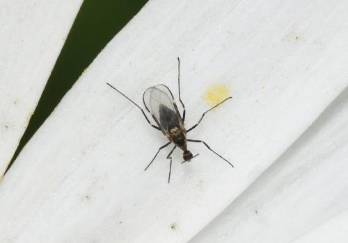 These tiny, fragile insects (no longer than 2 or 3 millimetres) feed within plant tissue.