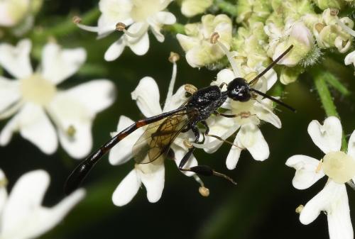 Gasteruption assectator (male), Heene Cemetery, mid-July 2025.