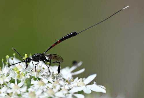 Female Gasteruption jaculator, a parasitic wasp, Heene Cemetery, mid-July 2025.