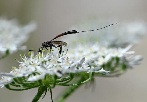 Female Gasteruption jaculator, a parasitic wasp, Heene Cemetery, mid-July 2025.