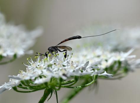 Female Gasteruption jaculator, a parasitic wasp, Heene Cemetery, mid-July 2025.