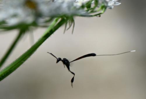 Female Gasteruption jaculator, a parasitic wasp, in flight, Heene Cemetery, mid-July 2025.