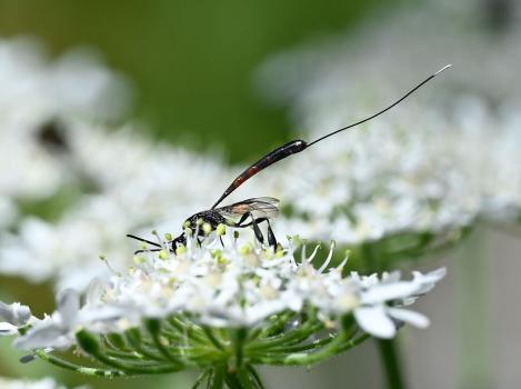 Female Gasteruption jaculator, a parasitic wasp, Heene Cemetery, mid-July 2025.
