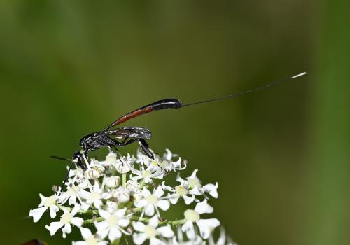 Female Gasteruption jaculator, a parasitic wasp, Heene Cemetery, mid-July 2025.
