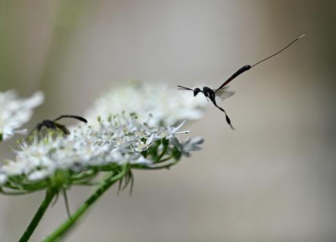 Female and perhaps male Gasteruption jaculator, a parasitic wasp, Heene Cemetery, mid-July 2025.
