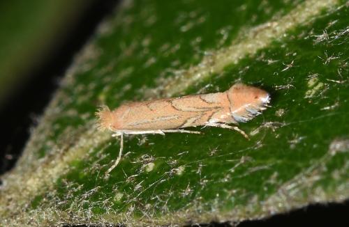 Ilex Leaf-miner moth, Heene Cemetery, October 2025.