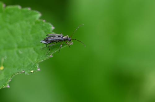This is one of our smallest long-horn beetles, measuring 3-7mm.