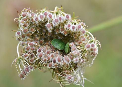 The Common Green Shieldbug has a bright green colour early in the year, which darkens to nearly bronze as the year progresses. 