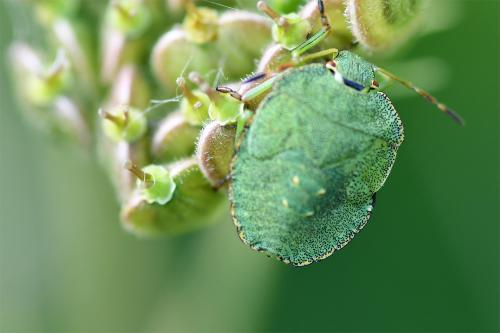 A Common Green Shieldbug photographed from above on a Wild Carrot plant in late August.