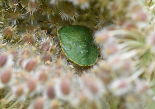  There is a dark brown area at the rear end of the Common Green Shieldbug, where the hind wings cross.