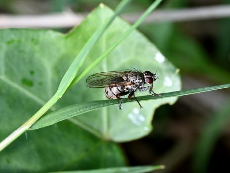 This housefly is beige or grey, although it can be variable. It has dark femora and distinctive dark spots on the abdomen.