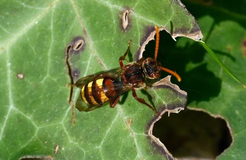 This Nomad bee will be one of three in Britain: the Flavous Nomad Bee (Nomada flava), the Panzer's Nomad Bee (Nomada panzeri) and the Fork-Jawed Nomad Bee (Nomada ruficornis).