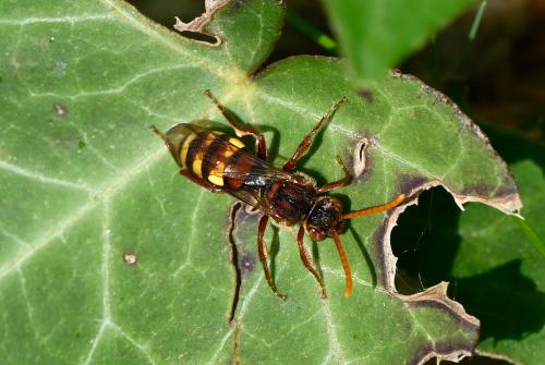 As with the majority of Nomad bees (perhaps 850 different species worldwide and 34 known in the British Isles), this species (whichever one it might be) is cleptoparasitic, primarily on the Andrena family of bees.