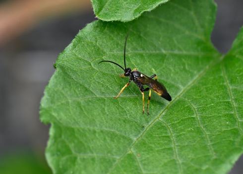Ichneumon stramentor, male, Heene Cemetery, late-July 2025.