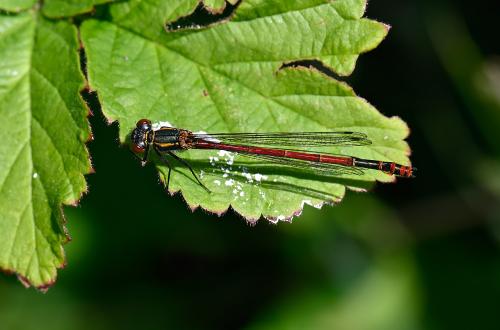 Large Red Damselfly, Heene Cemetery, late May 2025.