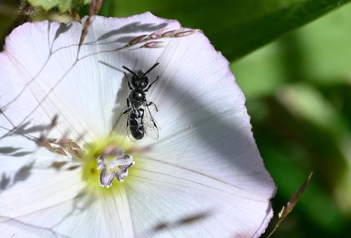 This small male Lasioglossum bee was photographed in early July 2025.