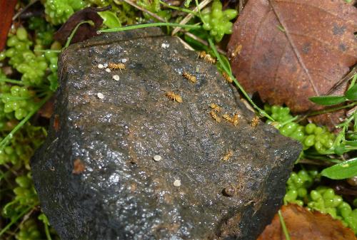 The colour of the Yellow Meadow Ant can vary from yellow to brown, with queens and males being of a darker colour.  