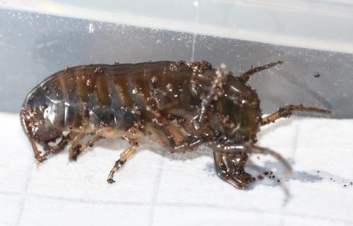 This species is the most common landhopper in the UK. It originated in New South Wales and Southern Queensland in Australia.