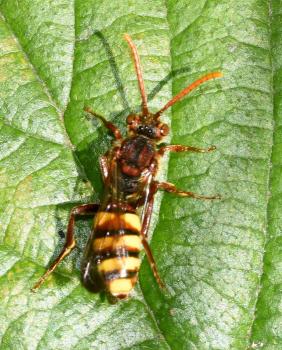 Marsham's Nomad Bee (probably Nomada flava), Heene Cemetery, late-April 2025. (Photo credit: Stuart MA Ball.)
