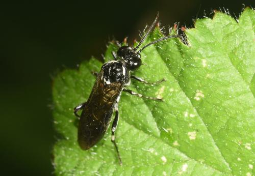 This sawfly, seen in the cemetery in June 2023, may be Macrophya alboannulata or Macrophya albicincta.