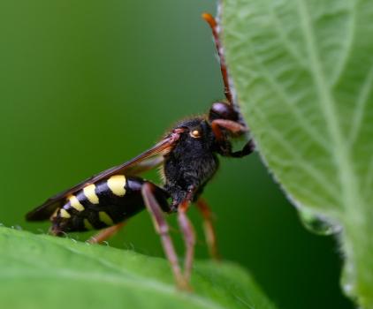 Marsham's Nomad Bee is cleptoparasitic, predating the offspring and food supply of various Andrena bees.