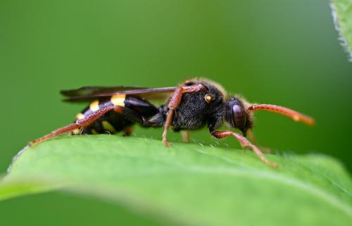 Marsham's Nomad Bee is a widespread and locally common species of bee.