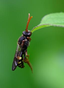 Marsham's Nomad Bee suspended by its biting mandibles on a leaf, enabling it to groom itself with its free legs.
