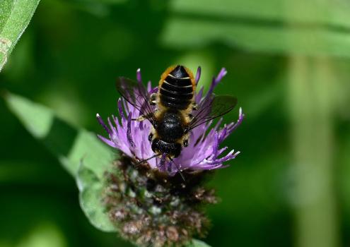 Female Patchwork Leafcutter Bee (Megachile centuncularis), Heene Cemetery, early July 2025.