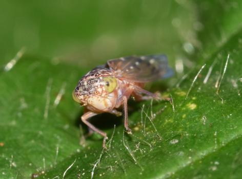 Metidiocerus rutilans is a leafhopper that is associated with Willows in southern Britain.