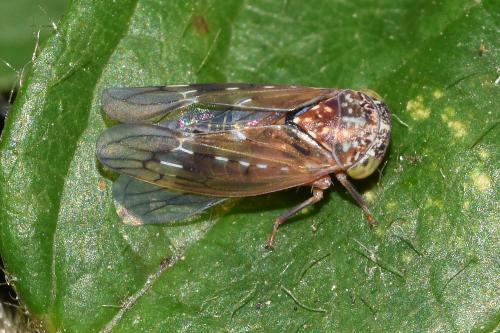 Metidiocerus rutilans is a relatively large leafhopper with a highly patterned appearance.
